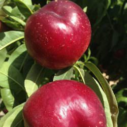 garcima nektarin
